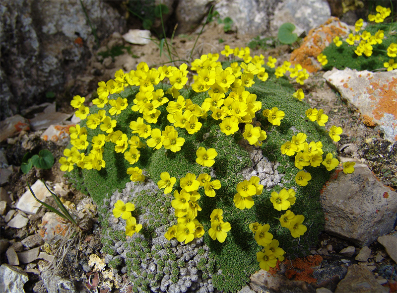 Image of Draba bryoides specimen.