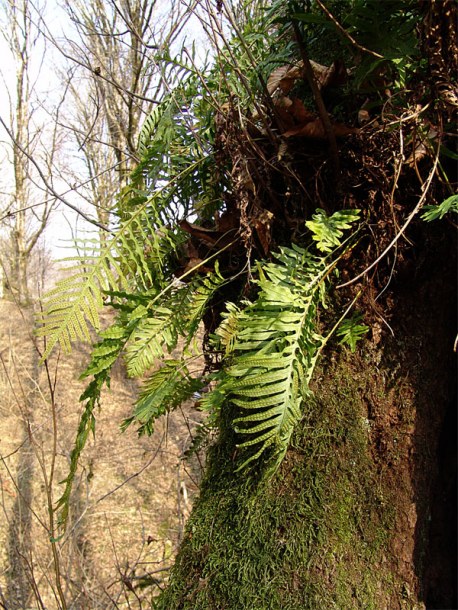Image of Polypodium cambricum specimen.