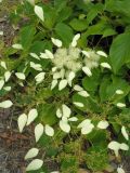 Schizophragma hydrangeoides