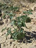 Solanum zelenetzkii