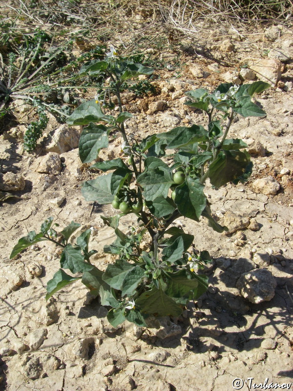 Image of Solanum zelenetzkii specimen.