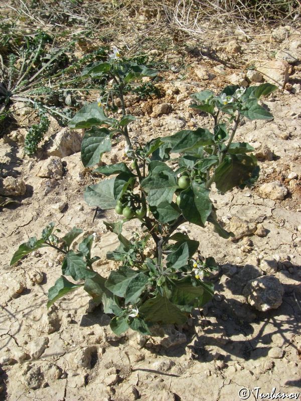 Изображение особи Solanum zelenetzkii.