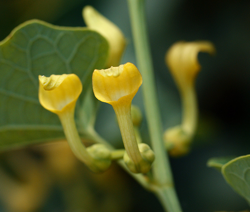 Изображение особи Aristolochia clematitis.