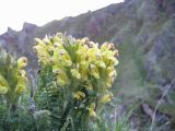 Pedicularis chroorrhyncha