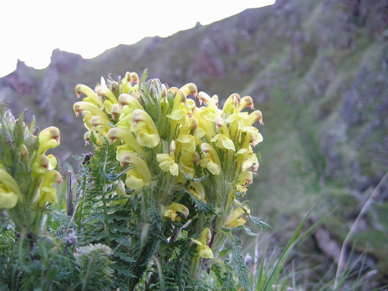 Изображение особи Pedicularis chroorrhyncha.