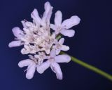 Image of taxon representative. Author is Роланд Цандекидис
