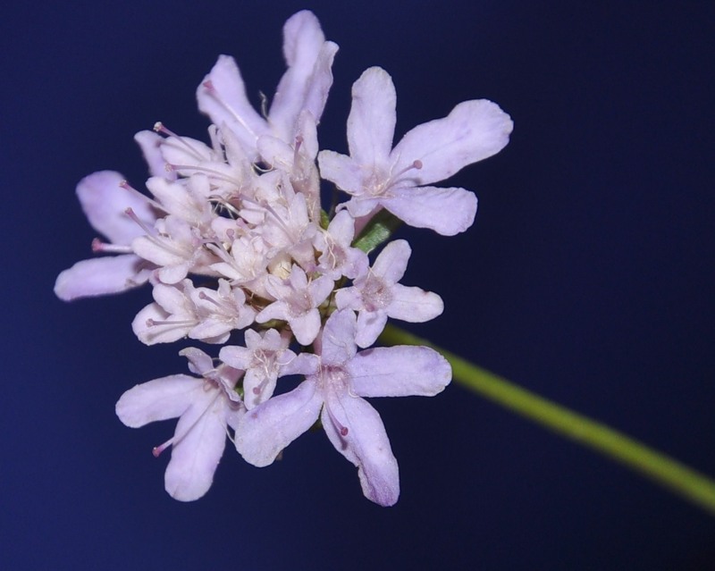 Image of Sixalix atropurpurea specimen.