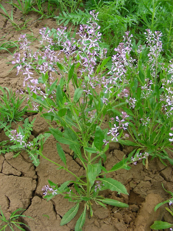 Изображение особи Strigosella turkestanica.