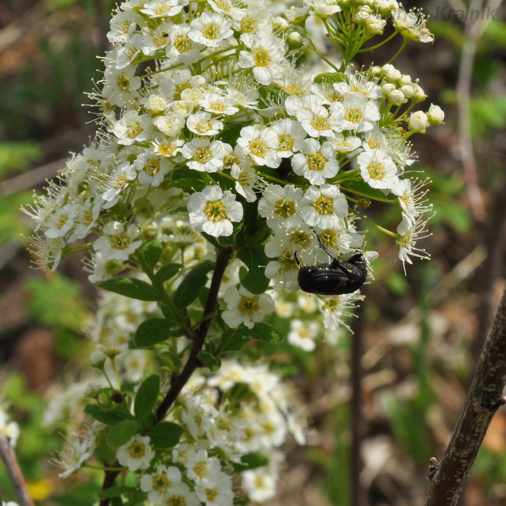 Image of Spiraea sericea specimen.