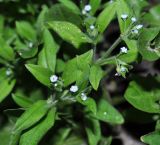 Myosotis sparsiflora