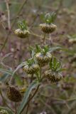 Bidens cernua