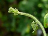 Ipomoea purpurea