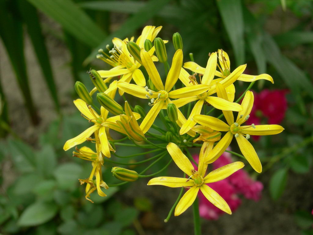 Image of Bloomeria crocea specimen.