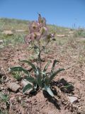 Rindera tetraspis. Плодоносящее растение. Южный Казахстан, вост. предгорья Сырдарьинского Каратау, сев. берег оз. Акколь. 2 мая 2011 г.