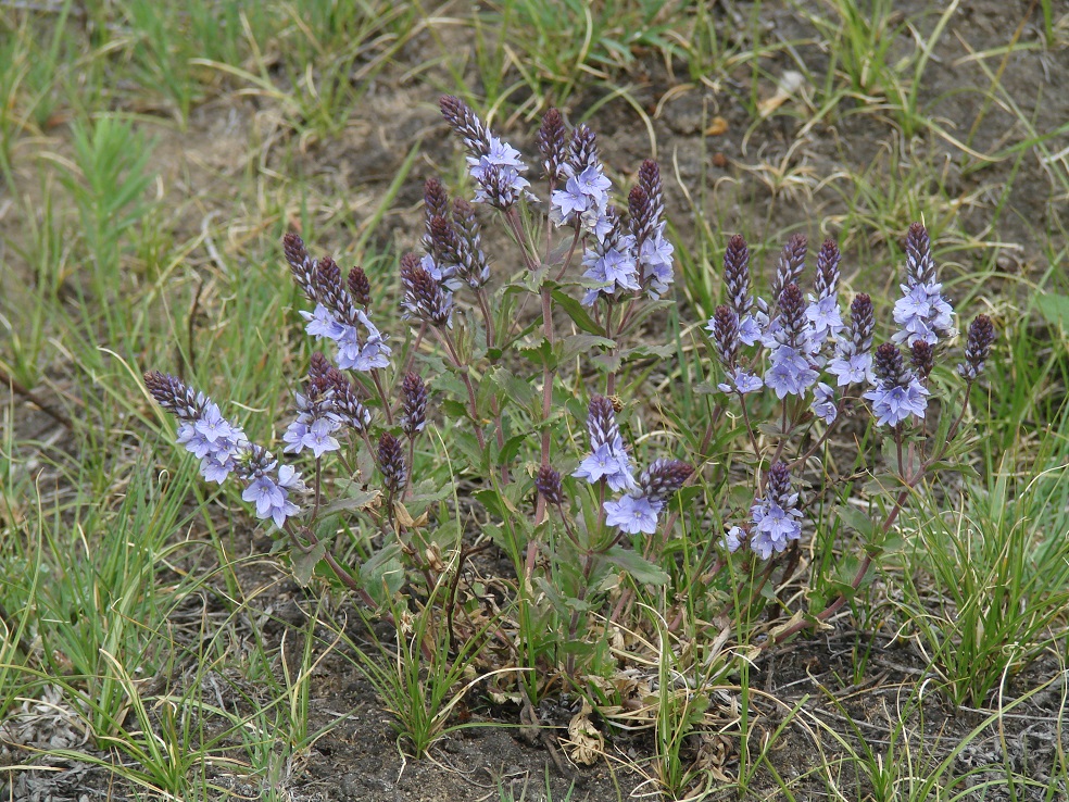 Изображение особи Veronica prostrata.