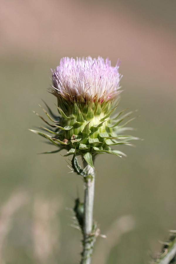 Изображение особи Carduus coloratus.