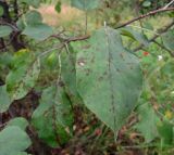 Malus prunifolia. Листья, поражённые паршой (конидиальная стадия аскомицета Venturia inaequalis). Восточное Подмосковье, Ногинский р-н, окр. ж.-д. платформы \"33-й км\". 03.08.2015.