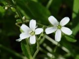 Cerastium pauciflorum. Цветки. Иркутская обл., Шелеховский р-н, окр. пос. Глубокая. 22.06.2014.