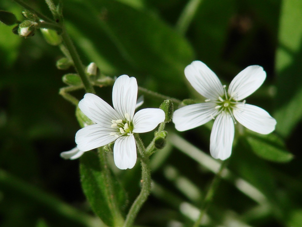 Изображение особи Cerastium pauciflorum.