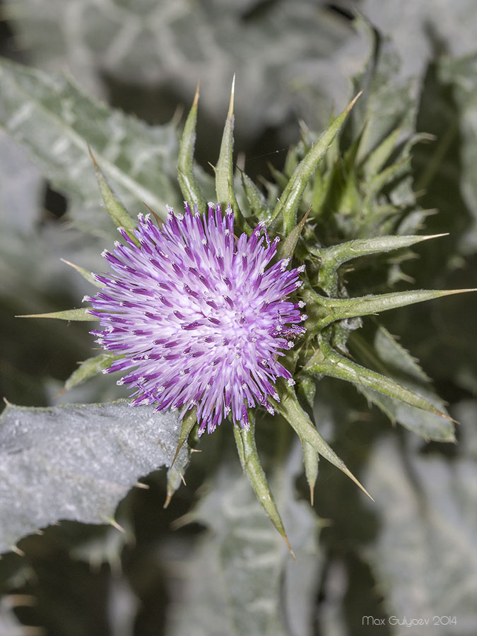 Изображение особи Silybum marianum.