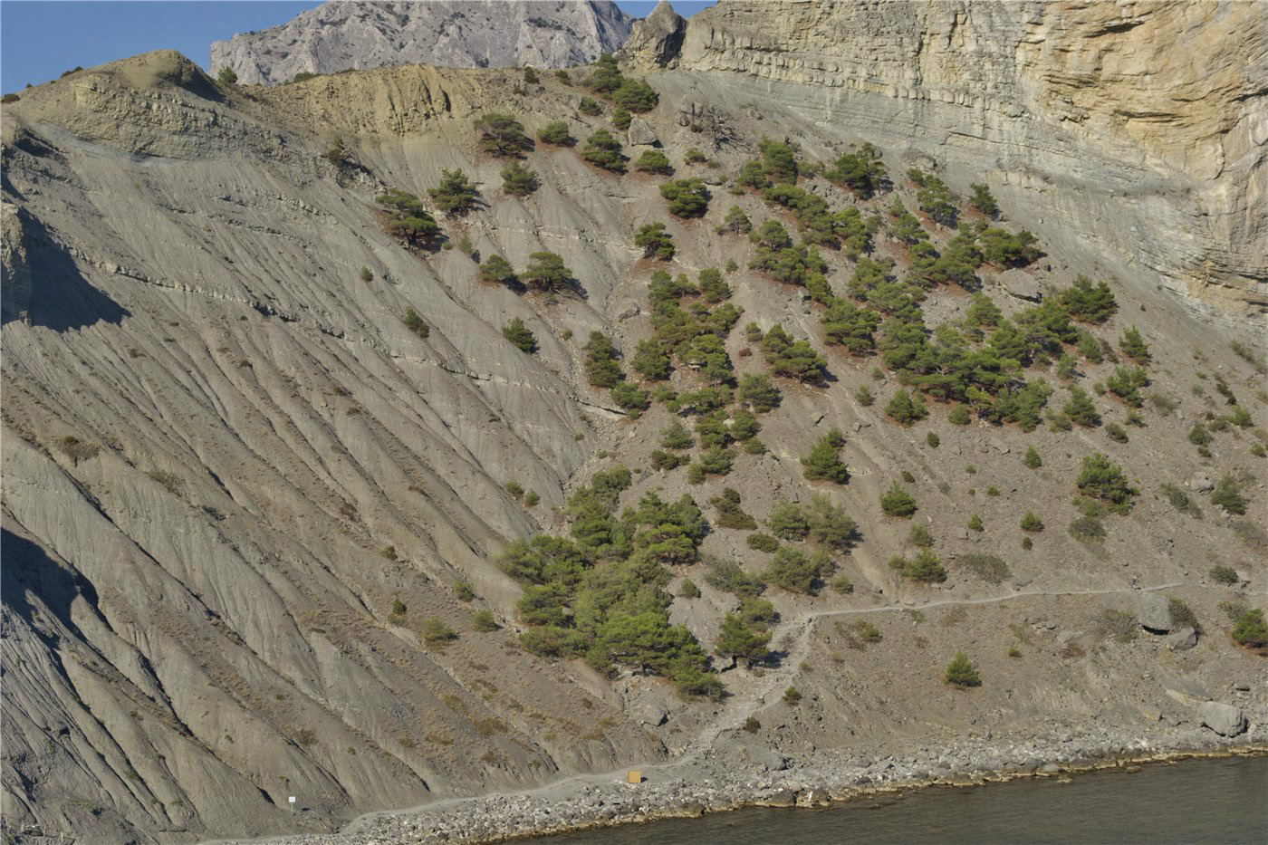 Image of Pinus pityusa specimen.