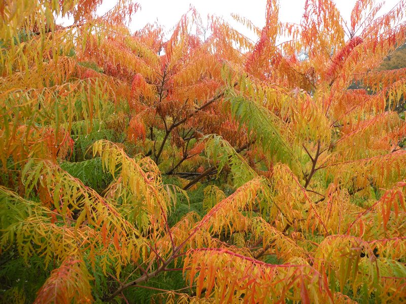 Image of Rhus typhina specimen.