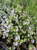 Phacelia purshii