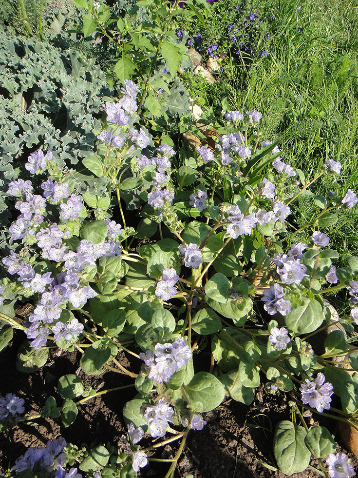 Изображение особи Phacelia purshii.