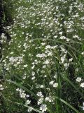 Cerastium arvense