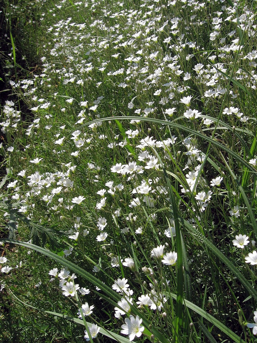 Image of Cerastium arvense specimen.