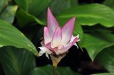 Calathea loeseneri. Соцветие. Сингапур, Singapore Botanic Gardens. 18.08.2014.