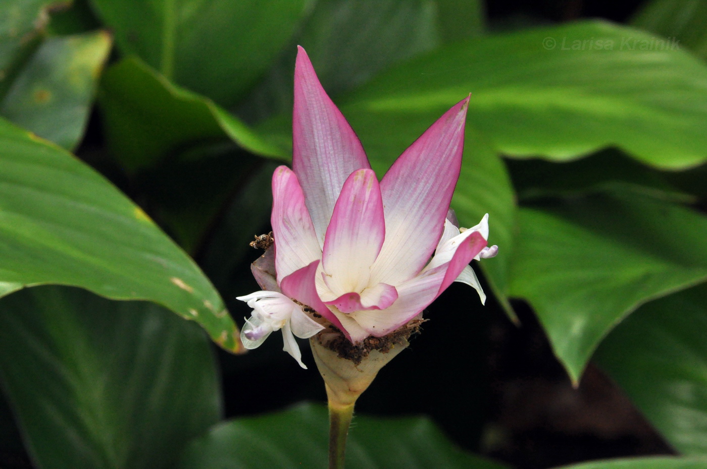 Image of Calathea loeseneri specimen.