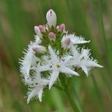 Menyanthes trifoliata