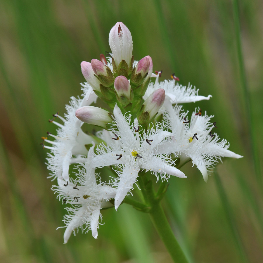 Image of Menyanthes trifoliata specimen.