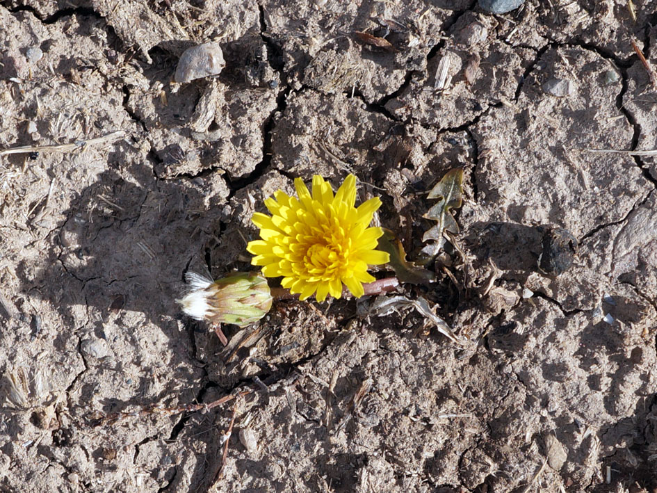Изображение особи Taraxacum turcomanicum.