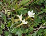 Gentiana oschtenica. Верхушки цветущих растений. Карачаево-Черкесия, окр. пос. Архыз, хребет Абишира-Ахуба, ≈ 2000 м н.у.м., субальпийский луг. 17.06.2015.