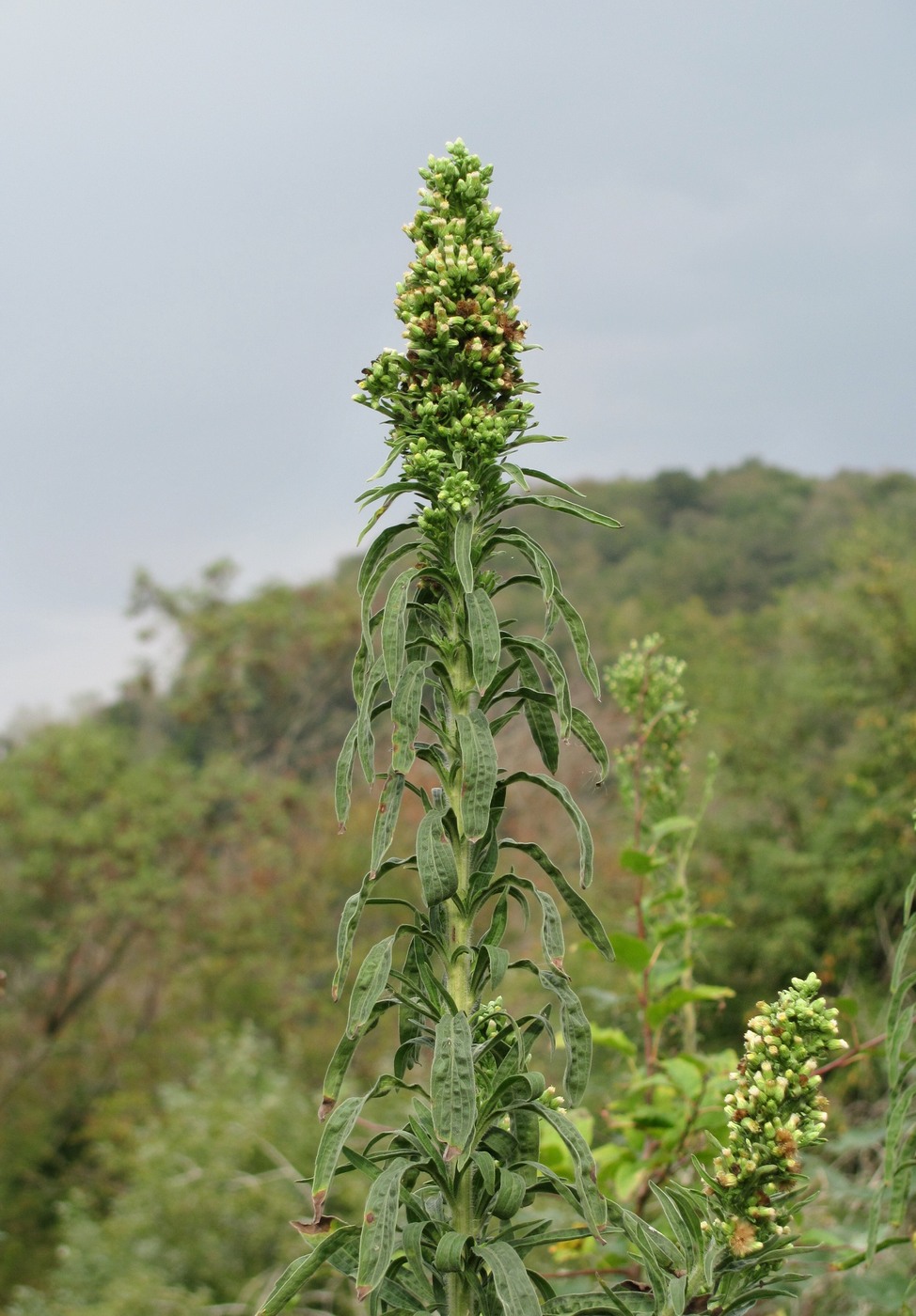 Изображение особи Conyza sumatrensis.