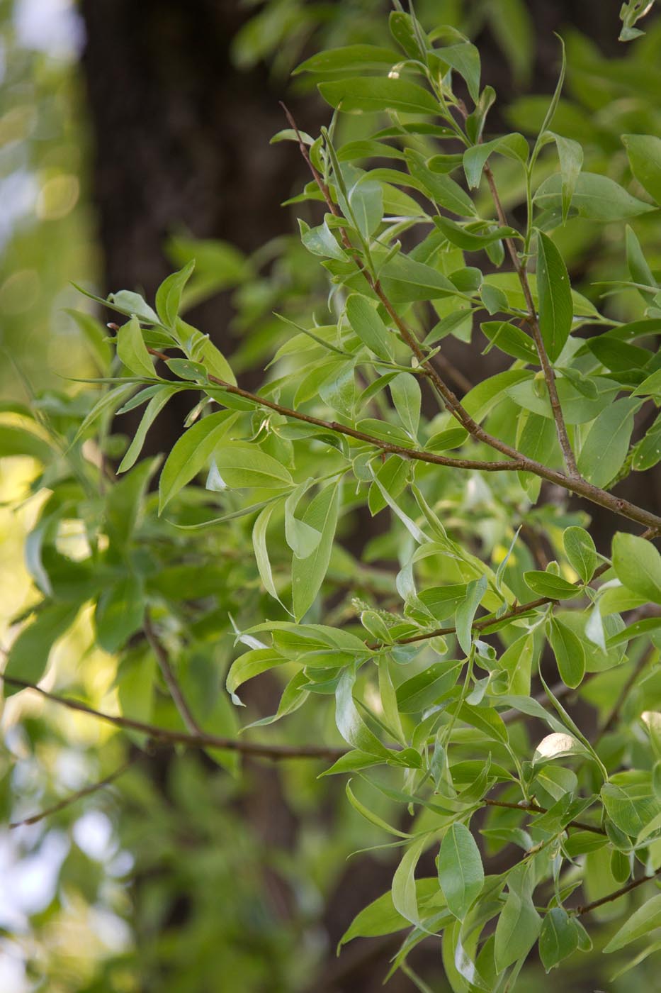 Image of Salix euxina specimen.