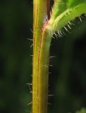 Campanula trachelium