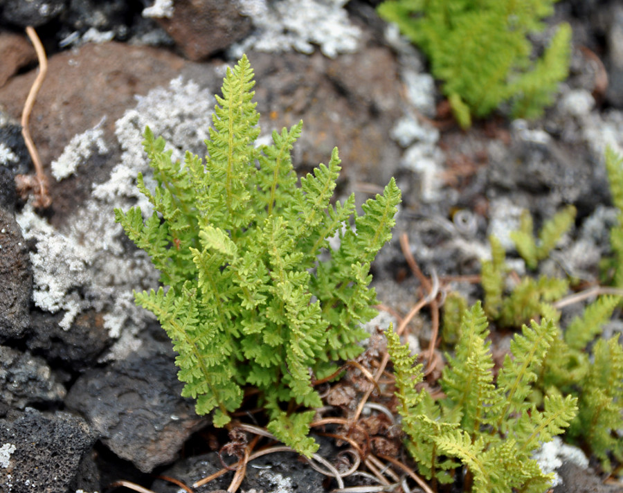 Изображение особи Woodsia calcarea.