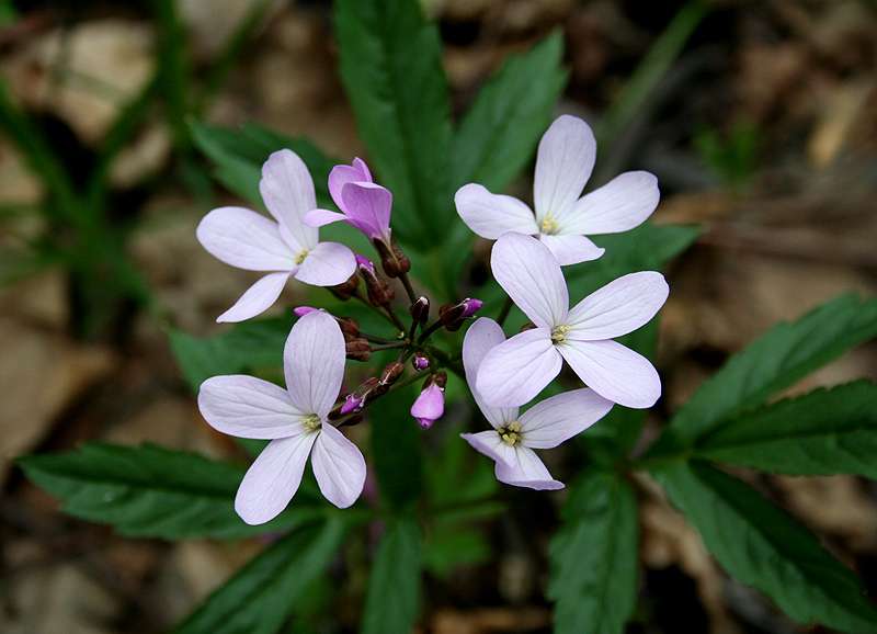 Image of Cardamine quinquefolia specimen.