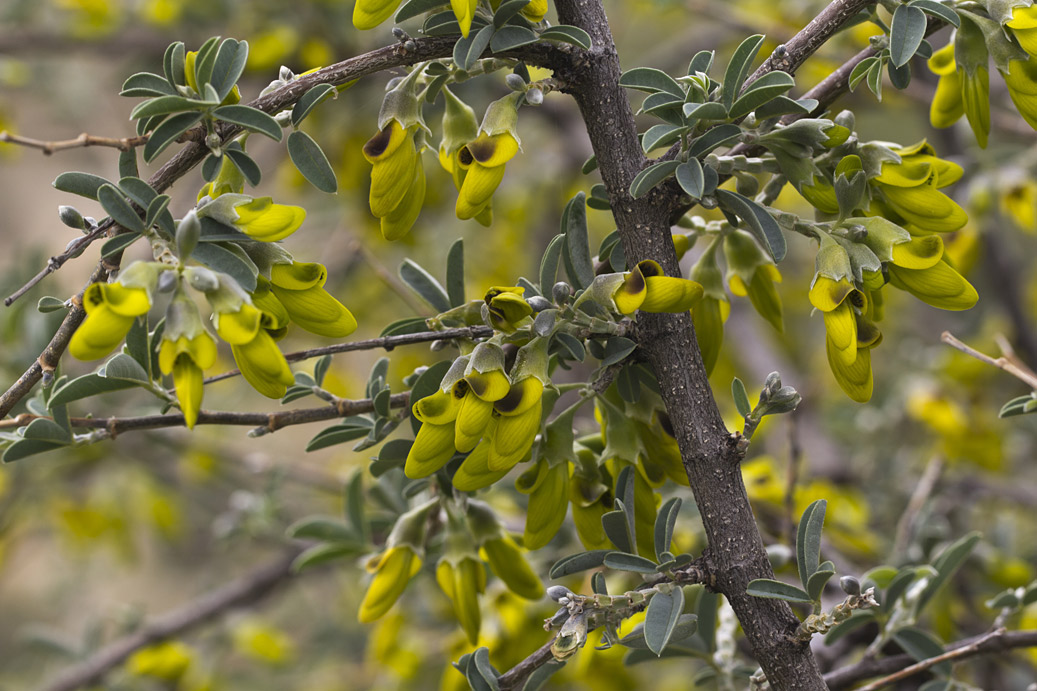 Изображение особи Anagyris foetida.