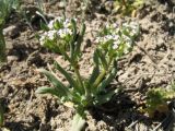 Valerianella szovitsiana