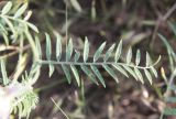 Astragalus onobrychis