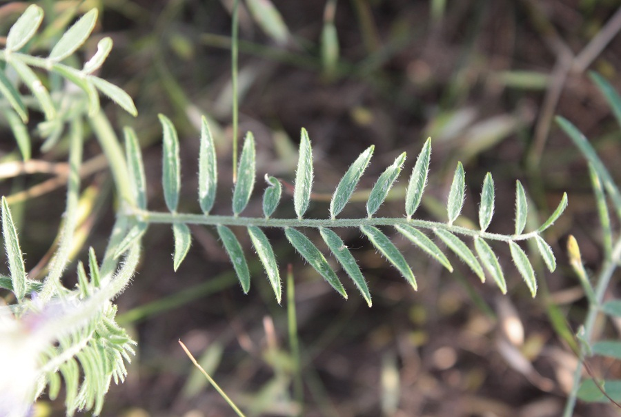 Изображение особи Astragalus onobrychis.