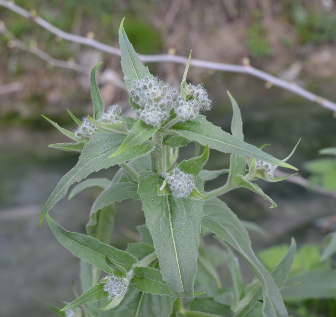 Изображение особи Hesperis pseudocinerea.