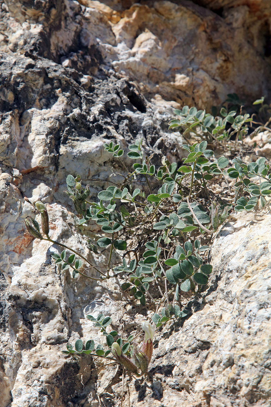 Image of Astragalus abolinii specimen.