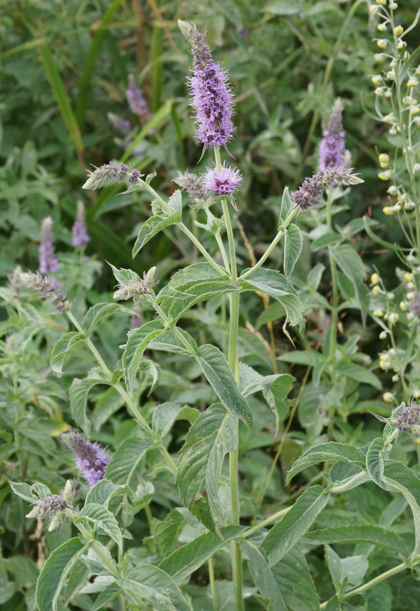 Image of Mentha asiatica specimen.