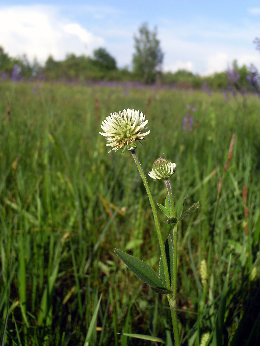 Изображение особи Trifolium montanum.