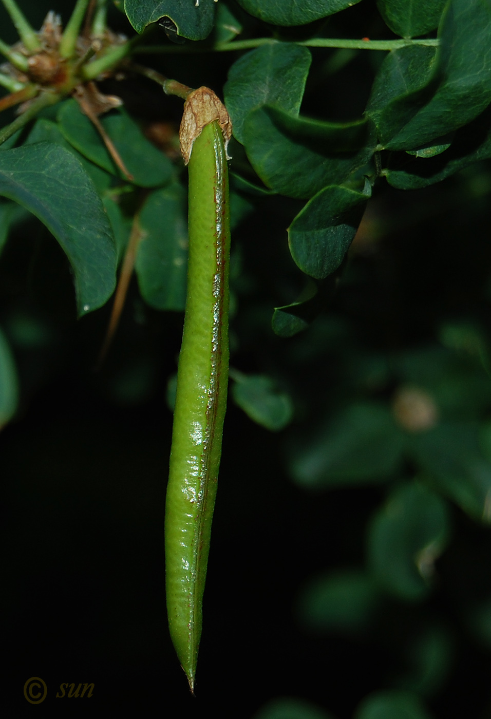 Image of Caragana arborescens specimen.